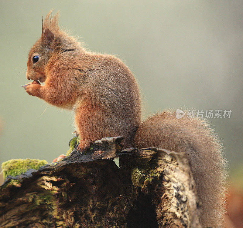 欧亚红松鼠(Sciurus vulgaris)